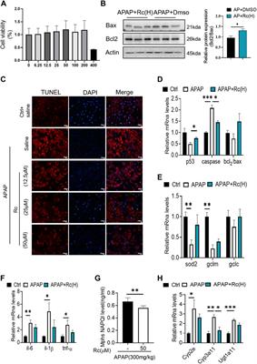 Ginsenoside Rc, as an FXR activator, alleviates acetaminophen-induced hepatotoxicity via relieving inflammation and oxidative stress